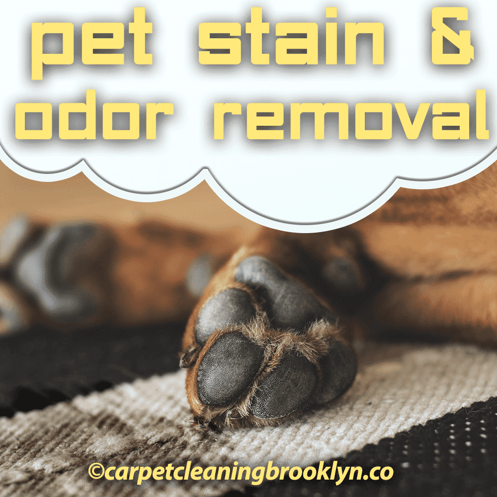 Pet Stain and Pet Odor Cleaning